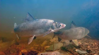 Муксун (лат. Coregonus muksun)