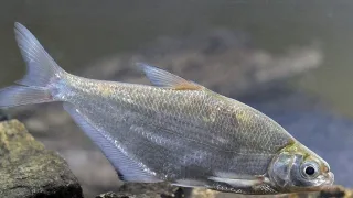 Белоглазка (устаревшее клепец, глазач, сопа, сапа; лат. Ballerus sapa)