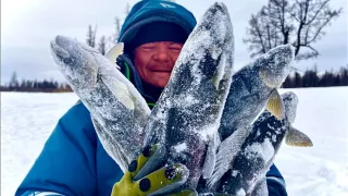 Эвенкия. Хариусы монстры разгибают мормышки. Рыбалка на горных реках 2023.