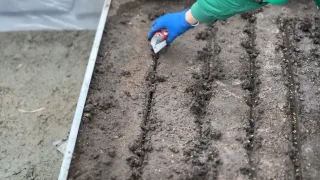 Что можно посеять ранней весной?