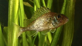 Обыкновенный ёрш (лат. Gymnocephalus cernuus)