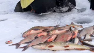 Тактика ловли леща зимой на мормыш