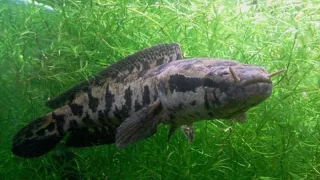 Змееголов (лат. Channa argus)