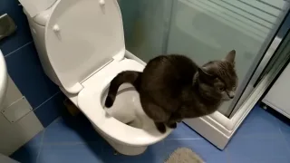 Как приучить кошку или кота к унитазу