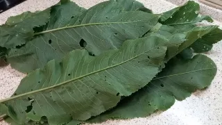 Порошок из листьев хрена - для вашего здоровья