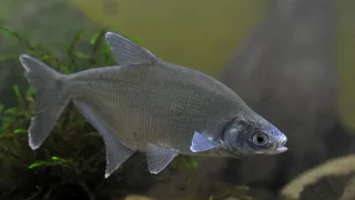 Синец (лат. Ballerus ballerus)