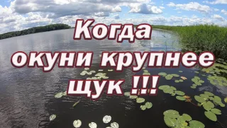 Рыбалка на спиннинг - ловим крупного окуня