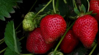 Осенняя посадка клубники - важные моменты