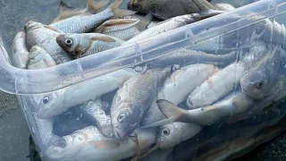 Росрыболовство может ввести пятилетний мораторий на вылов воблы