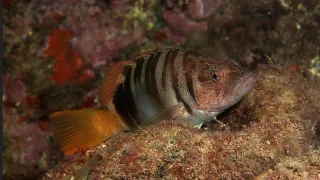 Каменный окунь-зебра (лат. Serranus scriba)
