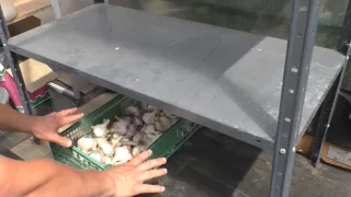 Что делать с чесноком после того как мы его убрали