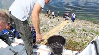 В Волгу выпущено более 200 тыс. мальков русского осетра