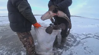 Рыбалка в Якутии. Ловля налима на стукалку. Разделка крупного налима.