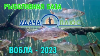 Рыбалка в Астрахани. Вобла-2023.