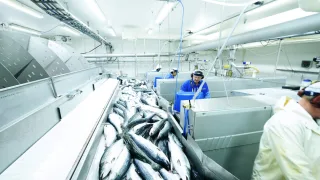 В структуре производства рыбной продукции в России продолжает расти сегмент глубокой переработки