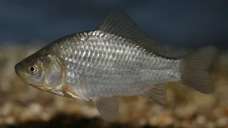 Караси (лат. Carassius)