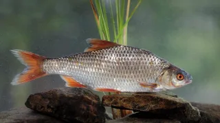 Плотва обыкновенная (лат. Rutilus rutilus)