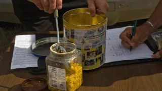 Как приготовить Ферментированную кукурузу для ловли карпа?
