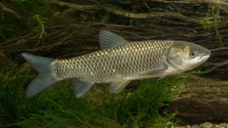 Белый амур (лат. Ctenopharyngodon idella)