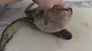 Как вкусно пожарить налима?