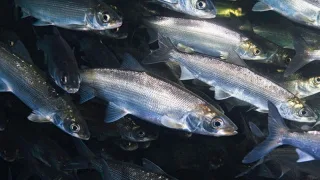 Байкальский научно-промысловый совет обсудил состояние запасов омуля и перспективы возобновления его промысла