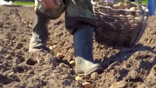 Что нужно сделать с картофелем перед посадкой?