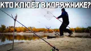 СРАЗУ клюёт в ГОРОДСКИХ КОРЯГАХ! Рыбалка 2022