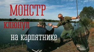 Монстр клюнул на карпятнике рыбалка