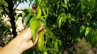 Методы борьбы с хлорозом