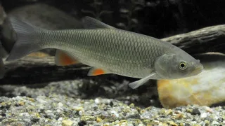 Голавль (лат. Squalius cephalus)