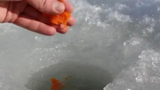 Прикормка для рыбалки варёная морковка