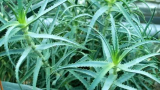 Алоэ - рецепты приготовления для здоровья и красоты