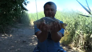 Карп на пружину. Гадюка в прилове.