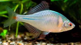Обыкновенный горчак (лат. Rhodeus sericeus)