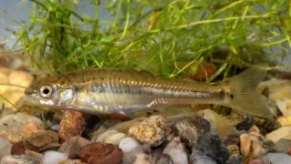 Гольяны (лат. Phoxinus)