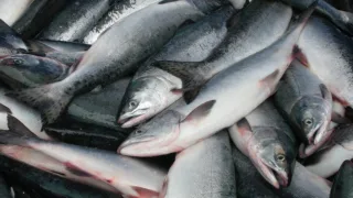 Рыбные ряды: оптовые цены на основные виды мороженной рыбы стали ниже к началу года