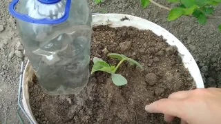 Как выращивать огурцы на балконе