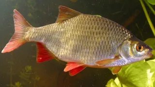 Красноперка  (лат. Scardinius erythrophthalmus)