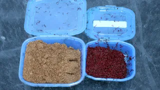Рецепт весенней прикормки по холодной воде
