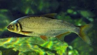 Сырть (Vimbavimba)