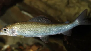 Рипус (лат. Coregonus albula ladogensis)