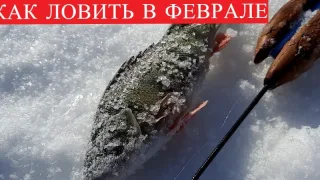 Как наловить хищника в феврале глухозимье !
