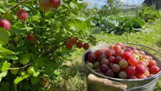 Крыжовник перед морозами кормлю только так: летом сочные ягоды сами «льются» в лукошко