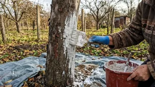 Побелка строго до первого снега: почему «зимнюю броню» сада необходимо нанести прямо сейчас
