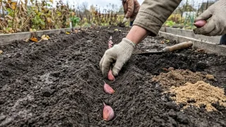 Чеснок вырастет с кулак и не сгниет: засыпаю в бороздки 1 осенний "коктейль" — метод дачницы с 15-летним стажем