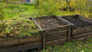 Сгребаю опавшие листья в 3 кучи на участке: весной каждая сослужит огороду свою службу