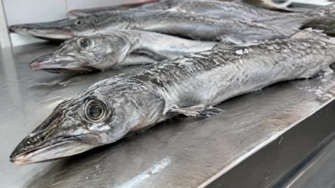 Ни запаха, ни костей, а вкус — как у креветки: в СССР эта рыба стоила считанные копейки, а сейчас — деликатес на праздник