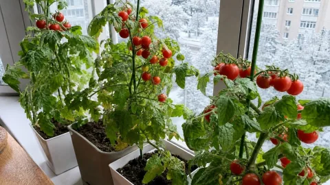 Свежие черри из цветочного горшка: сажаем 3 сорта сейчас, чтобы лопать свои помидорки в праздники