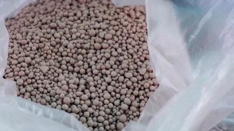 Как и чем подкормить виноград с весны?