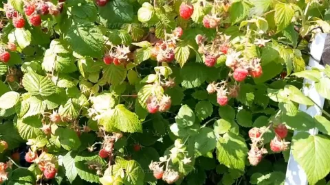 Что нужно сделать с малиной ранней весной?